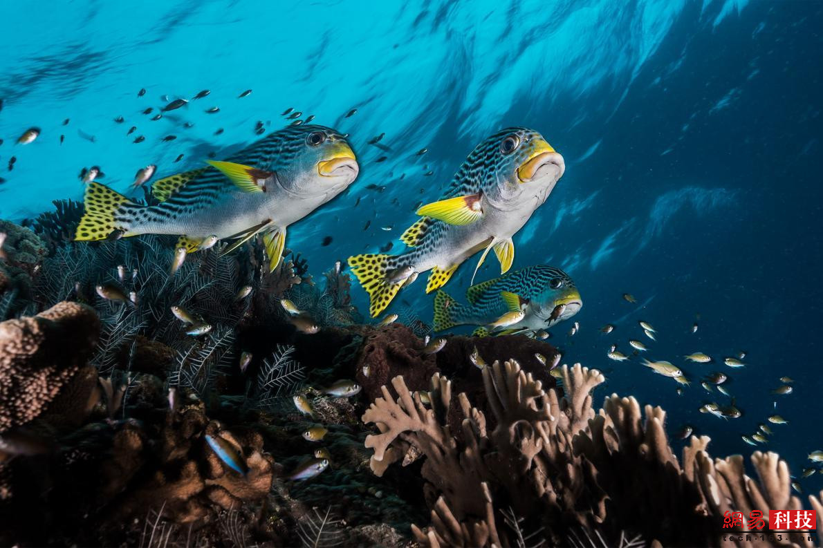 菲律宾珊瑚礁震撼摄影 一睹水下丰富的生物景观