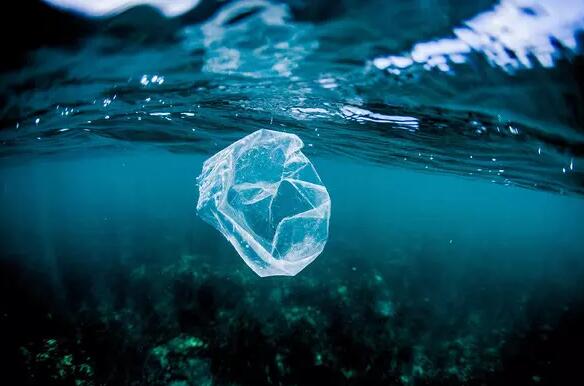 警惕白色污染!塑料袋浸泡海水后 堪比生物武器